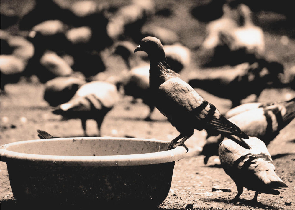 Birds 05 - Poster / Art Print