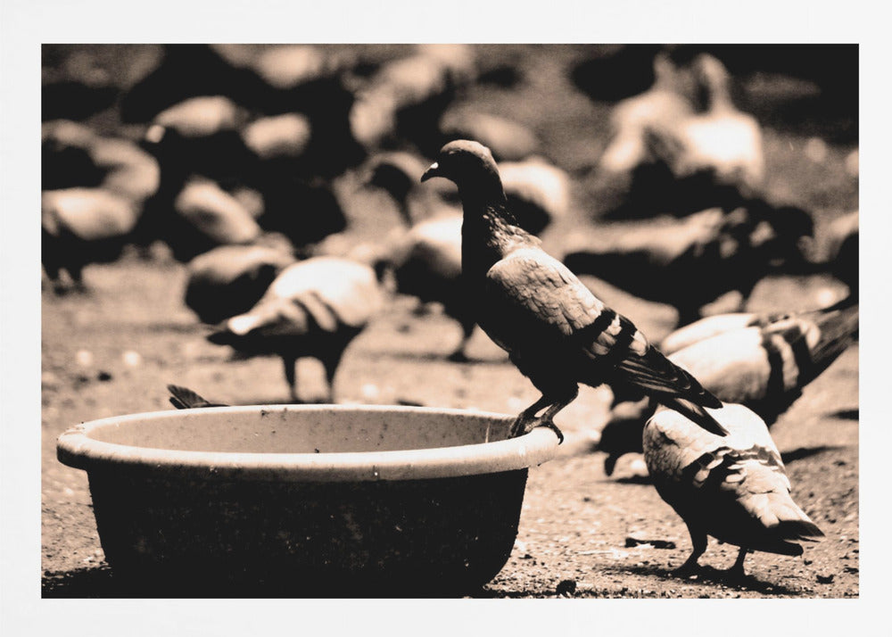 Birds 05 - Poster / Art Print