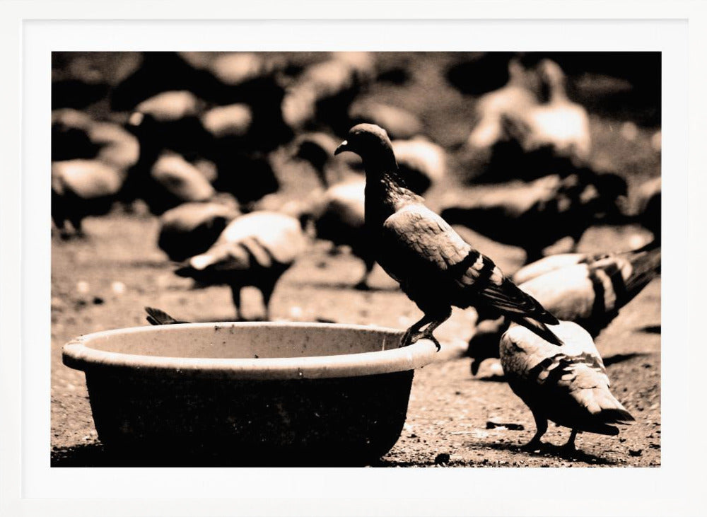 Birds 05 - Poster / Art Print
