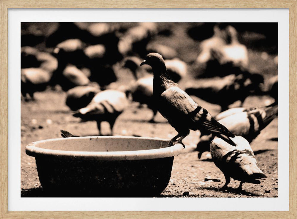 Birds 05 - Poster / Art Print