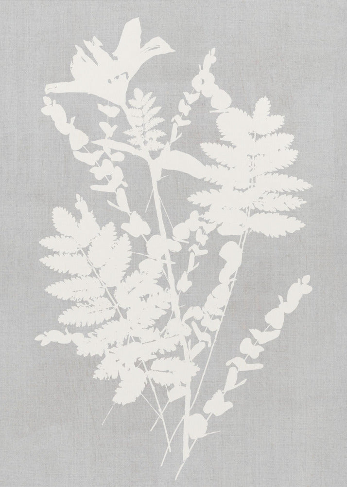 Botanical Illustration 5 - Poster / Art Print
