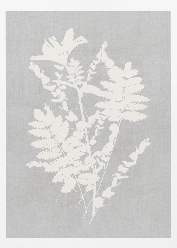 Botanical Illustration 5 - Poster / Art Print