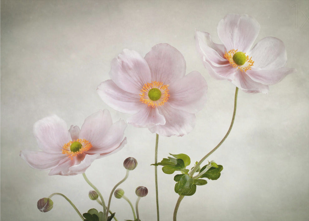 Anemones - Poster / Art Print