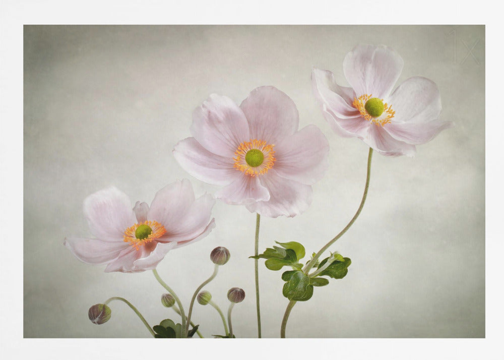 Anemones - Poster / Art Print