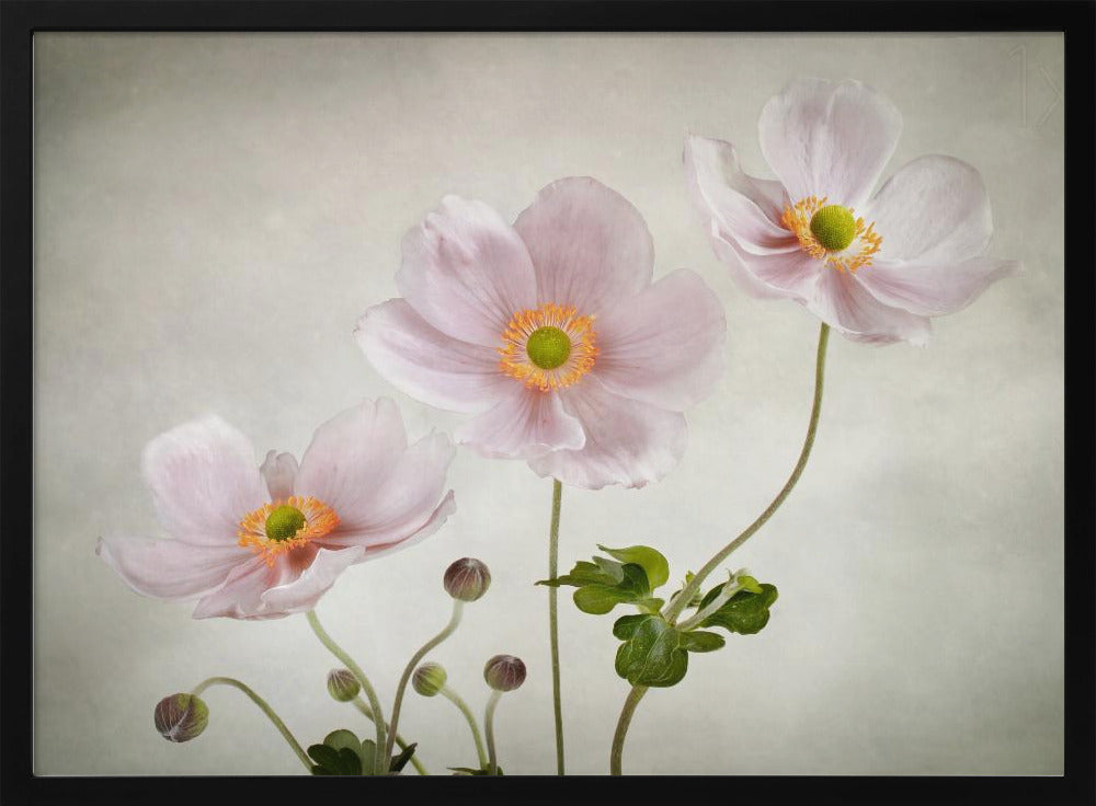 Anemones - Poster / Art Print