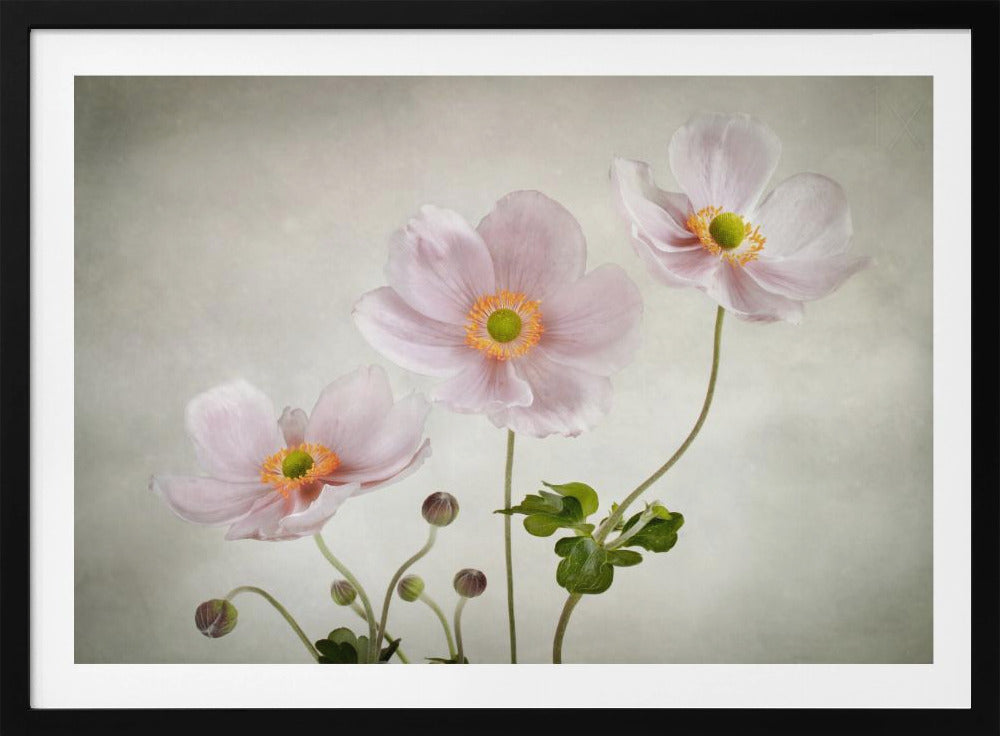 Anemones - Poster / Art Print