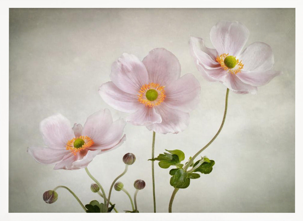 Anemones - Poster / Art Print