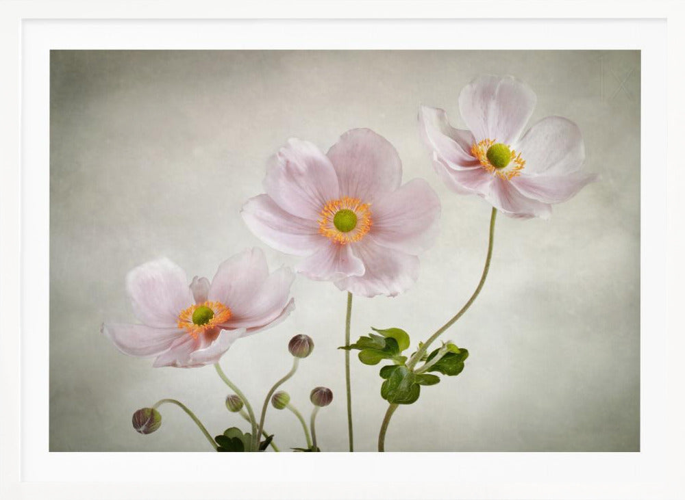 Anemones - Poster / Art Print