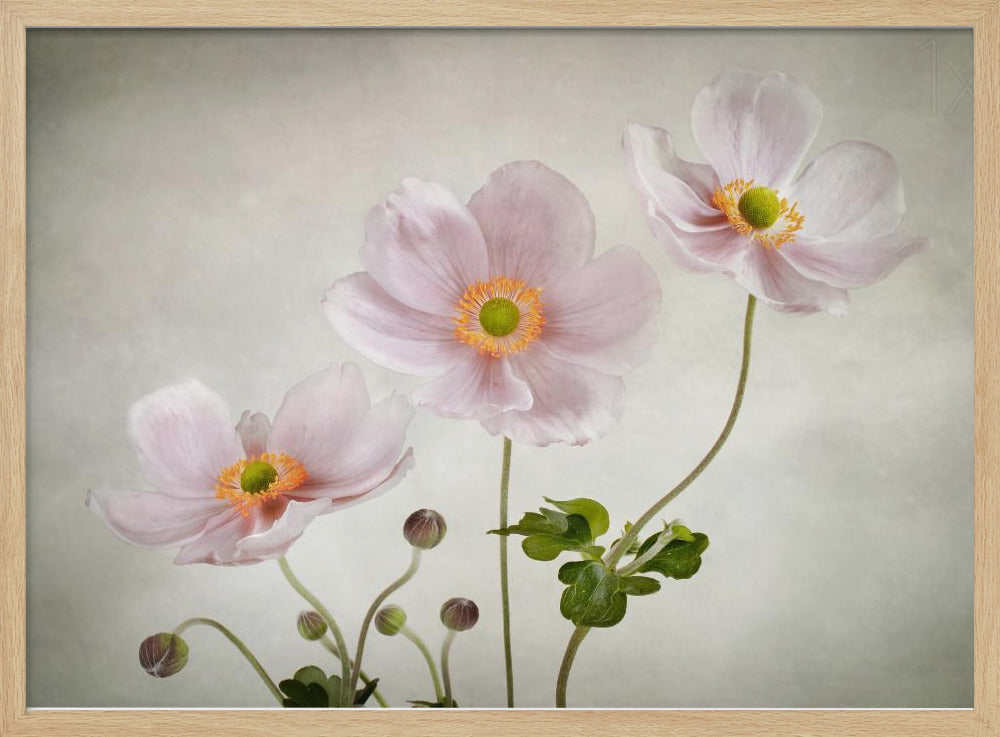 Anemones - Poster / Art Print