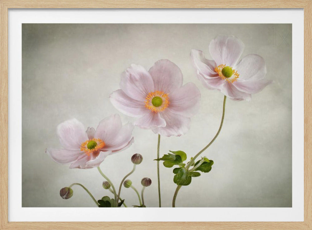 Anemones - Poster / Art Print