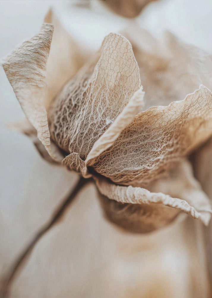 Dry flower detail No 3 - Poster / Art Print