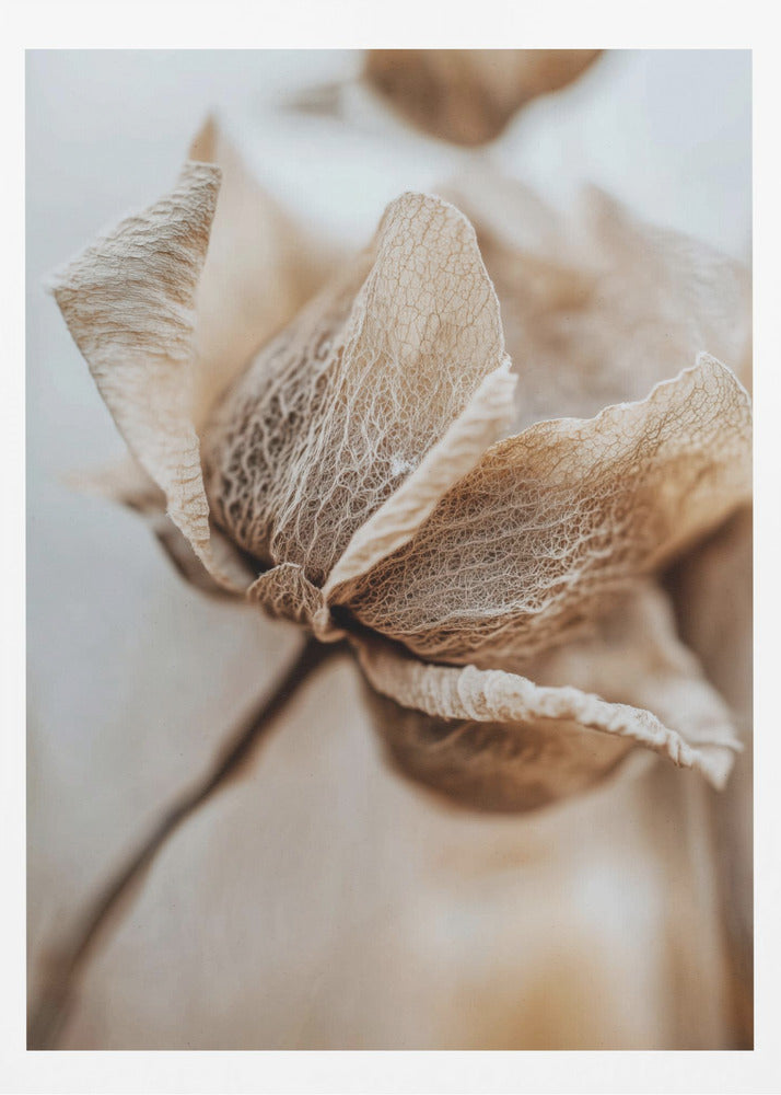 Dry flower detail No 3 - Poster / Art Print