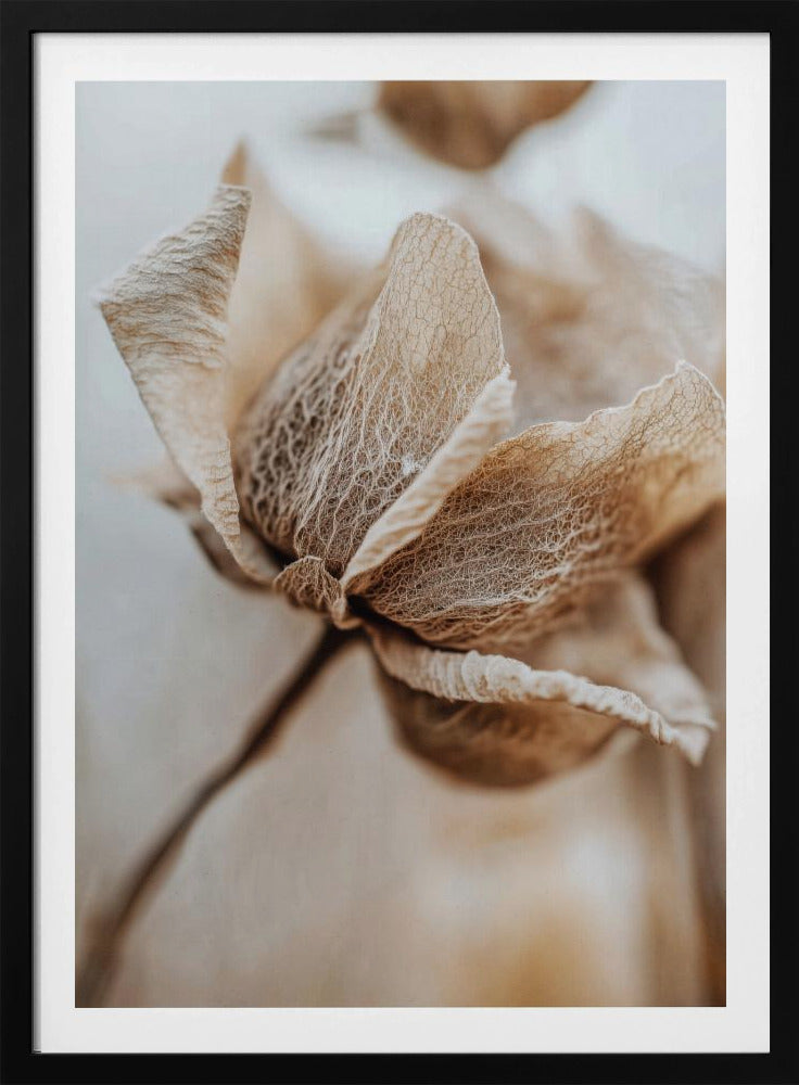 Dry flower detail No 3 - Poster / Art Print