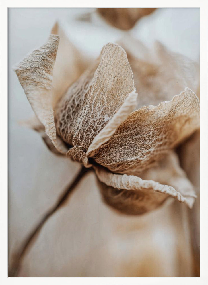 Dry flower detail No 3 - Poster / Art Print