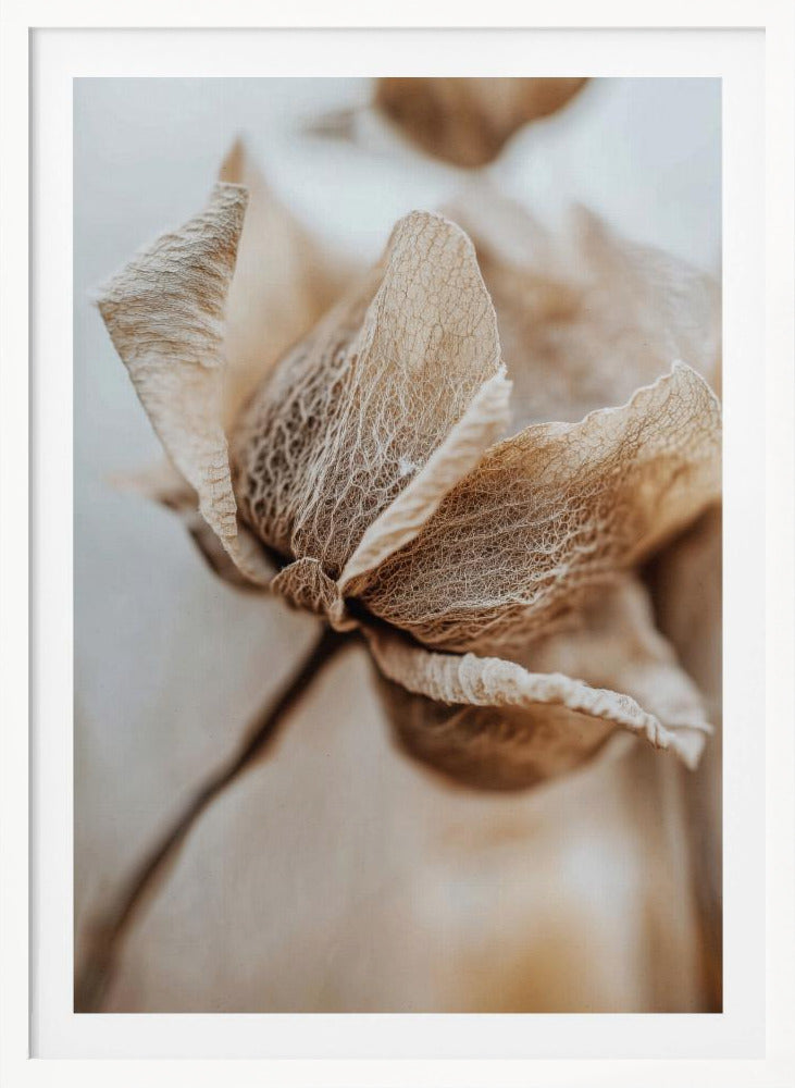 Dry flower detail No 3 - Poster / Art Print