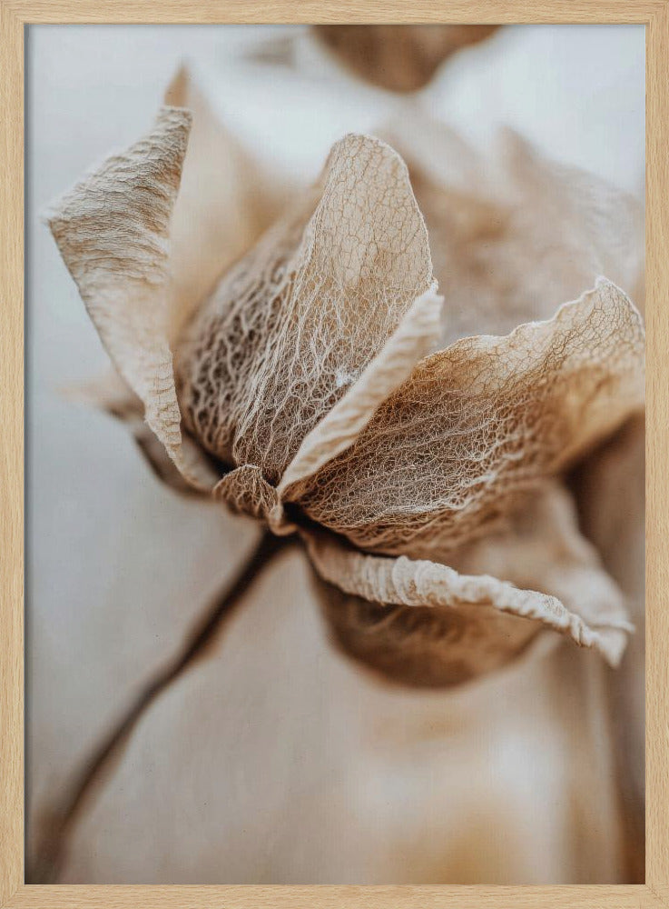 Dry flower detail No 3 - Poster / Art Print
