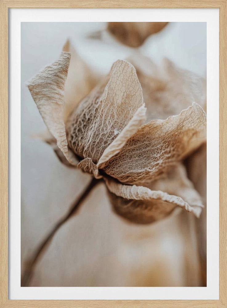 Dry flower detail No 3 - Poster / Art Print