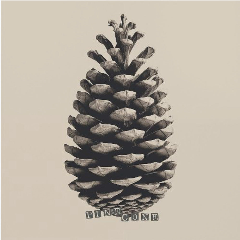 Pine Cone - Poster / Art Print