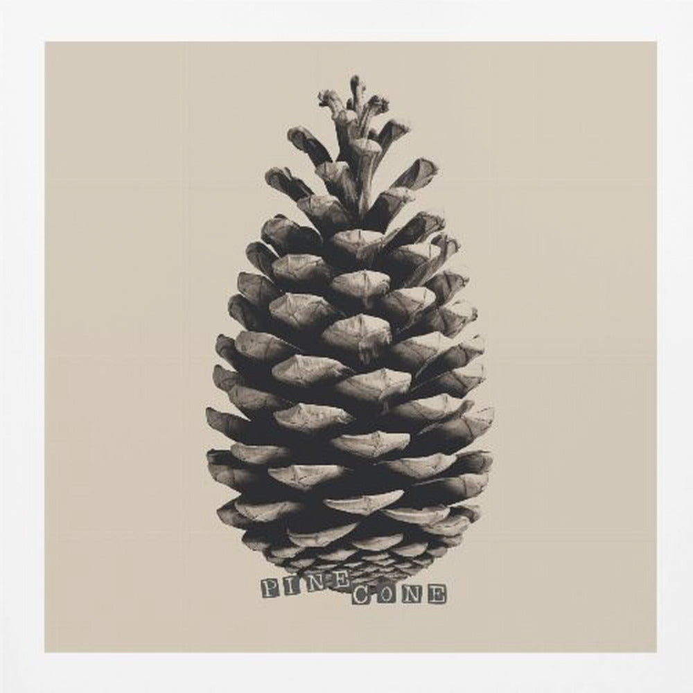 Pine Cone - Poster / Art Print