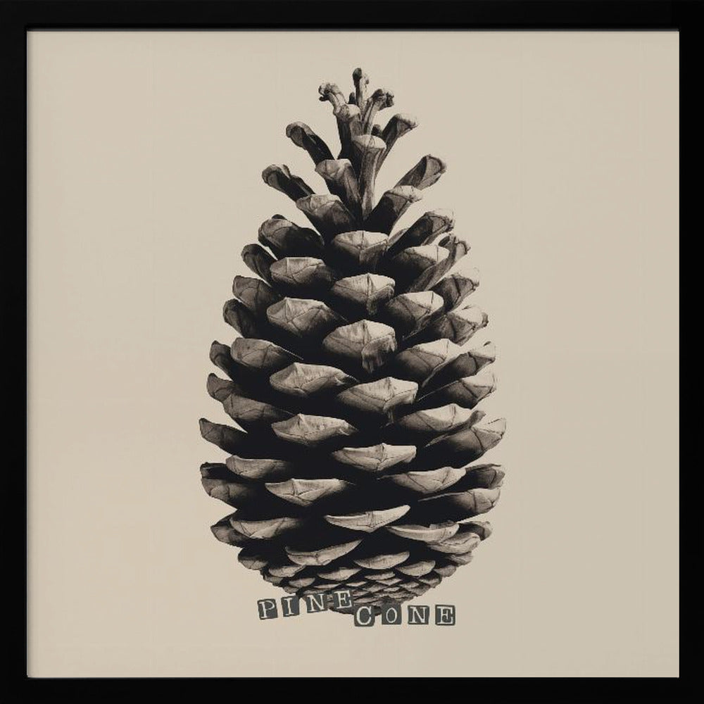 Pine Cone - Poster / Art Print