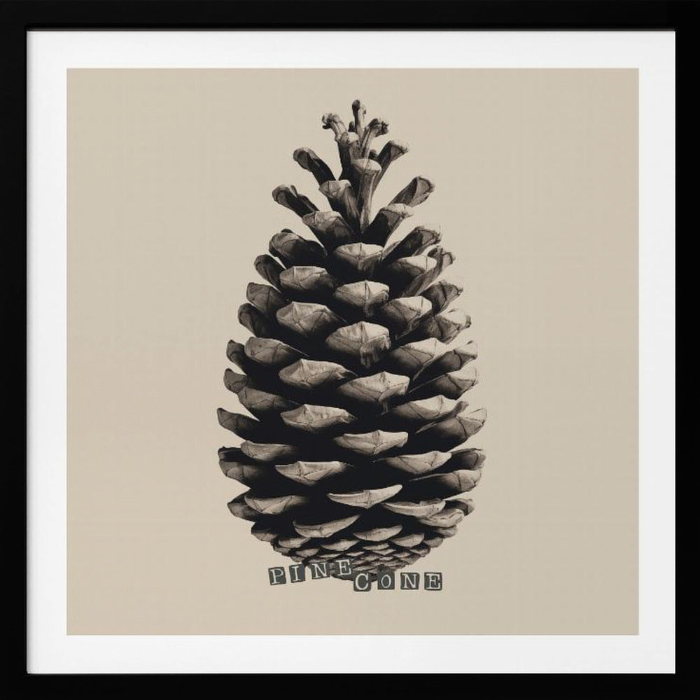 Pine Cone - Poster / Art Print