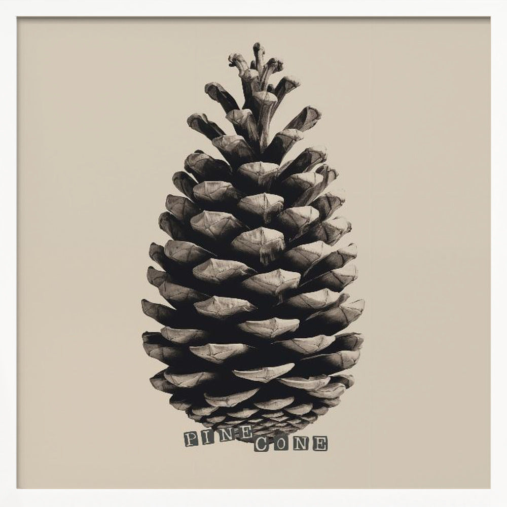 Pine Cone - Poster / Art Print