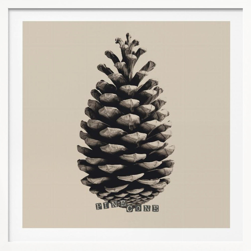 Pine Cone - Poster / Art Print