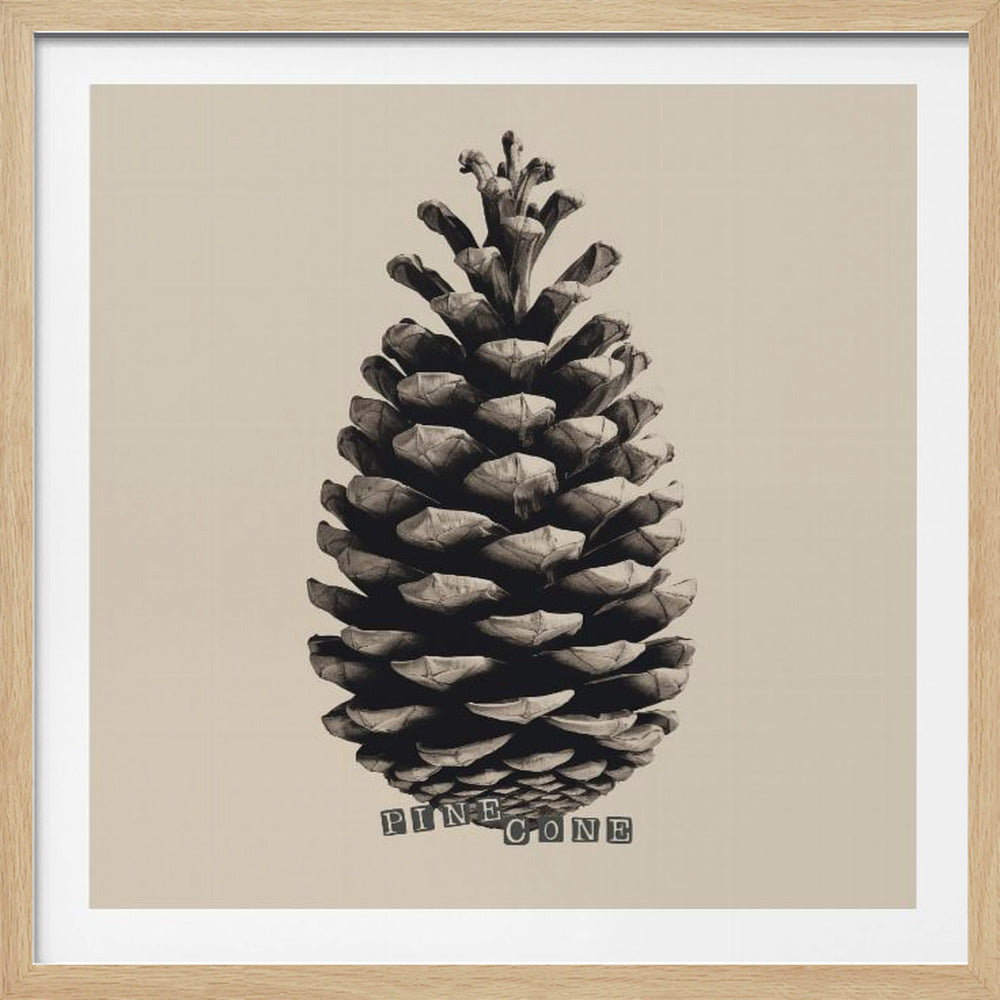 Pine Cone - Poster / Art Print