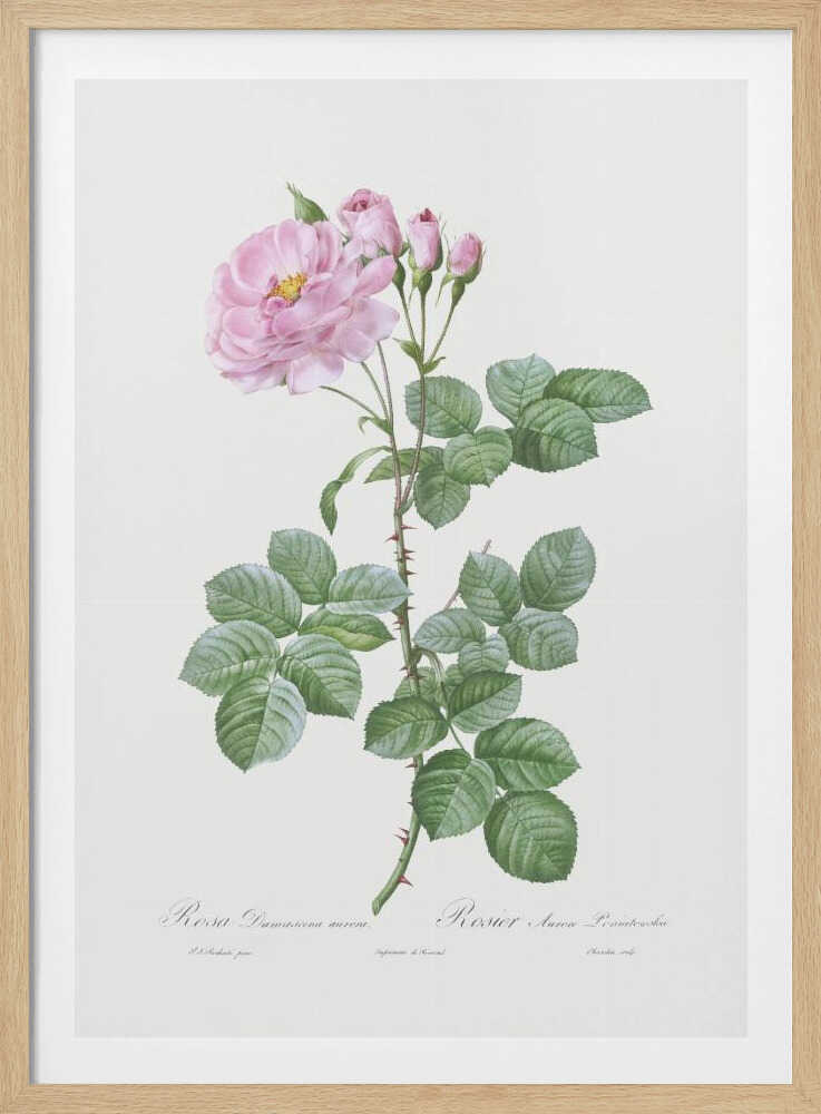 Aurora Poniatowska, Les Roses (1817–1824) - Poster / Art Print