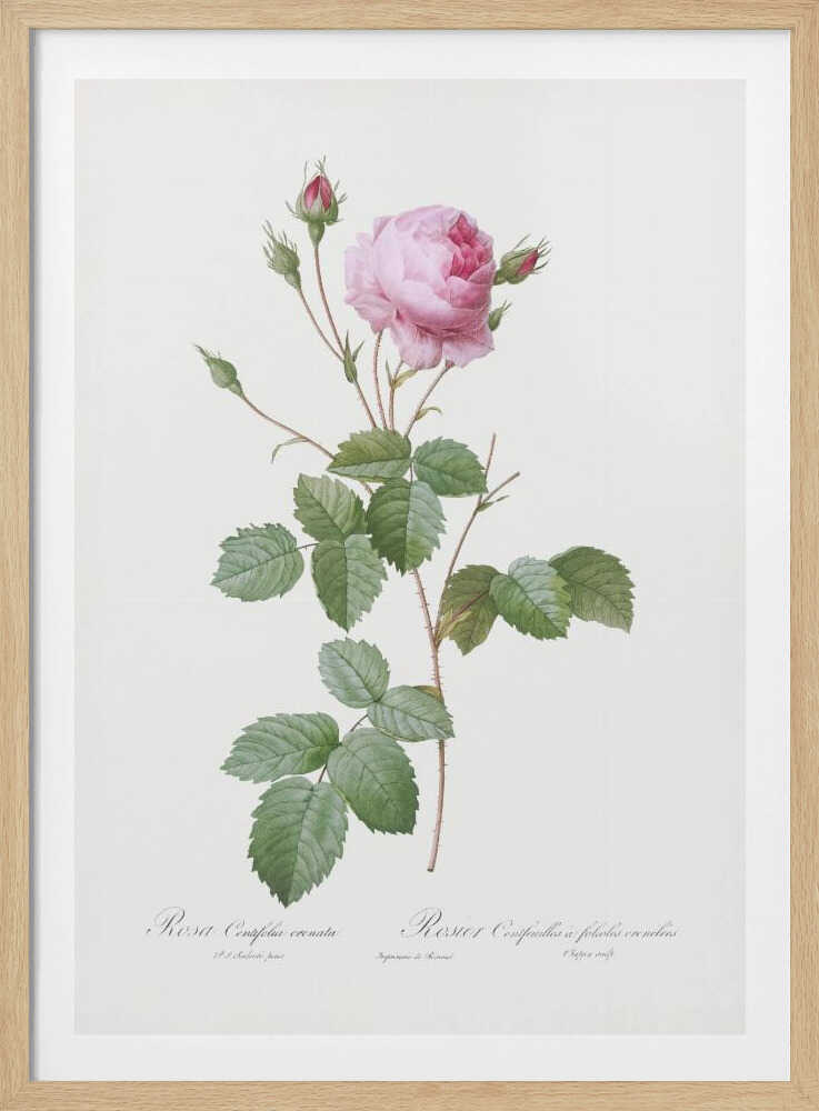 Crenate Leaved Cabbage Rose, Les Roses (1817–1824) - Poster / Art Print