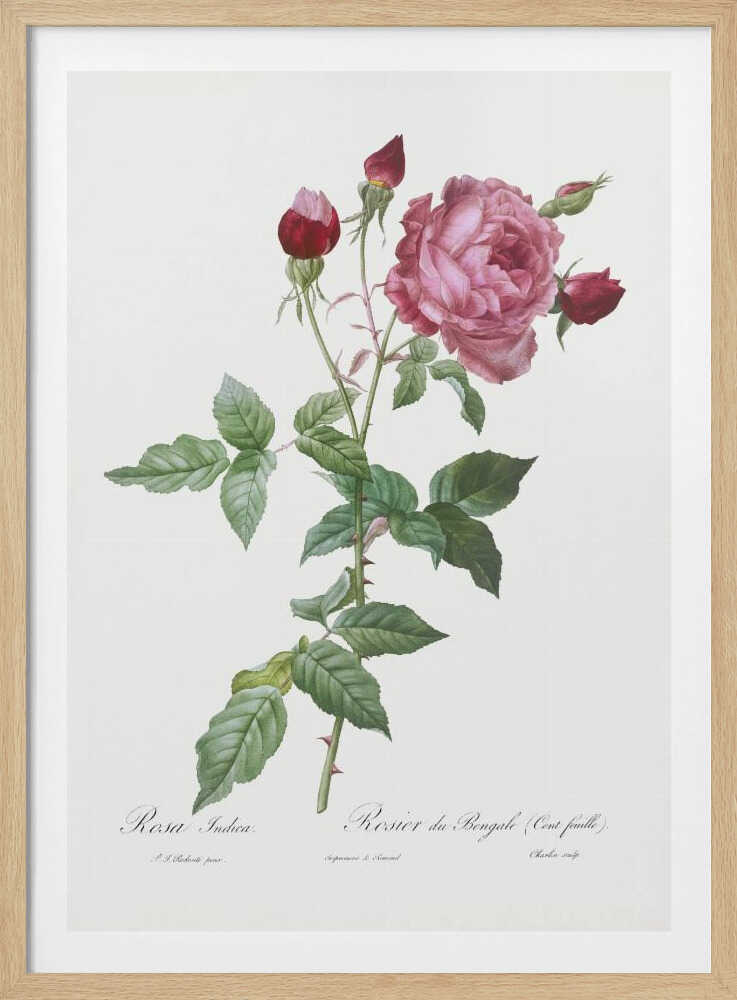Provence Rose, Les Roses (1817–1824) - Poster / Art Print