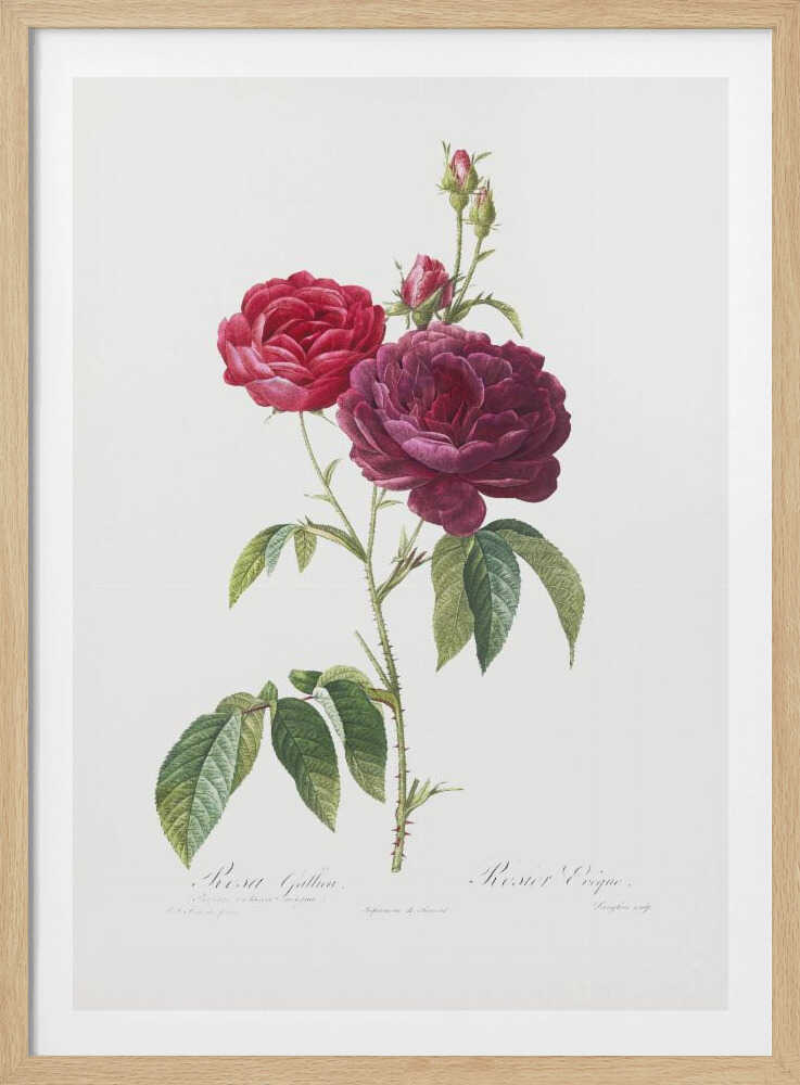 Purple French Rose, Les Roses (1817–1824) - Poster / Art Print