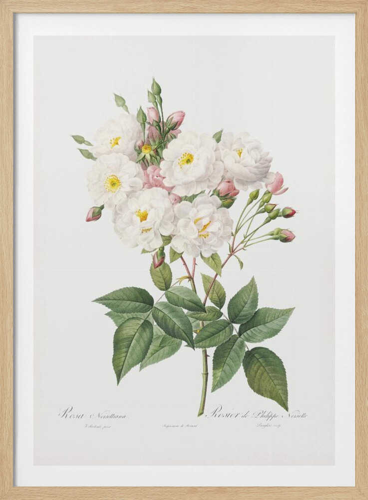 Rosa × Noisettiana, Les Roses (1817–1824) - Poster / Art Print