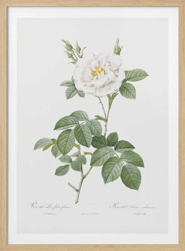 Rosa Alba Flore Pleno, Les Roses (1817–1824) - Poster / Art Print