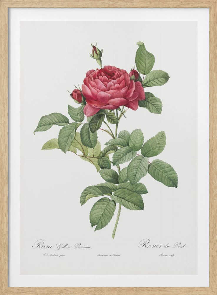 Rosa Gallica Pontiana, Les Roses (1817–1824) - Poster / Art Print