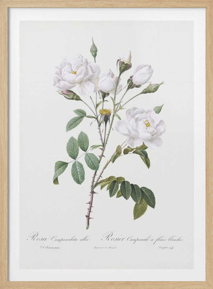 Rosa Gallica Pontiana, Les Roses (1817–1824) - Poster / Art Print