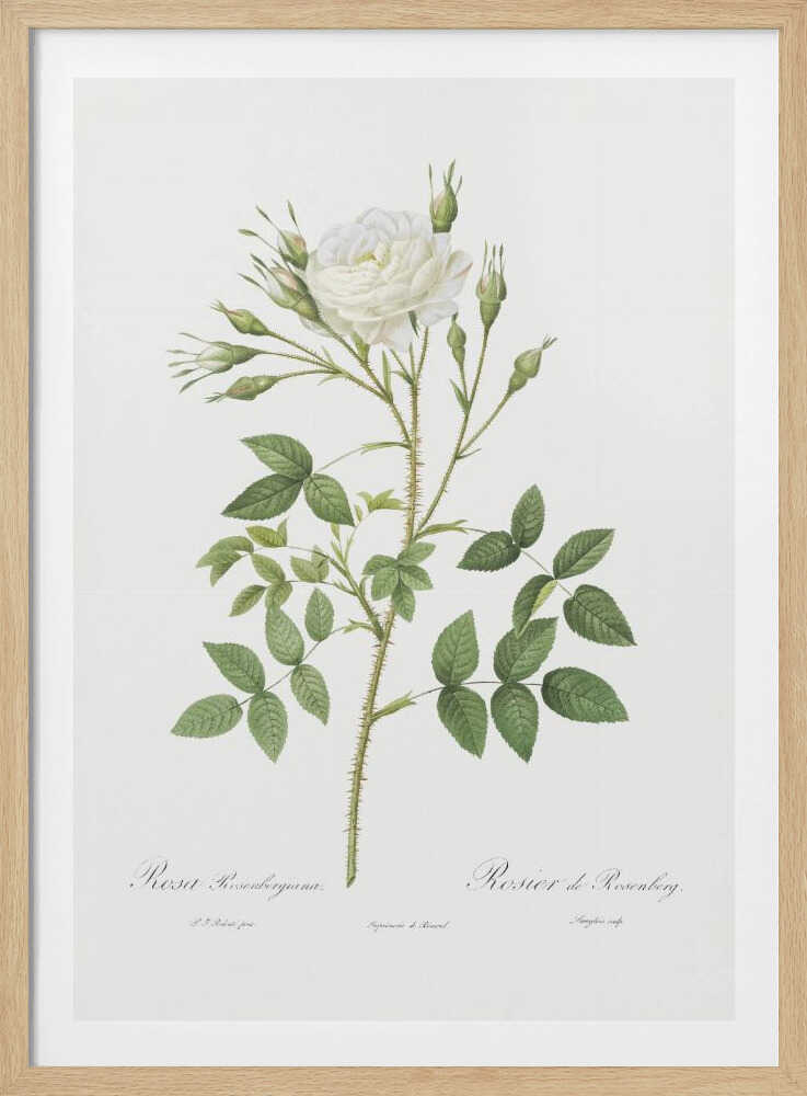 Rose of Rosenberg, Les Roses (1817–1824) - Poster / Art Print