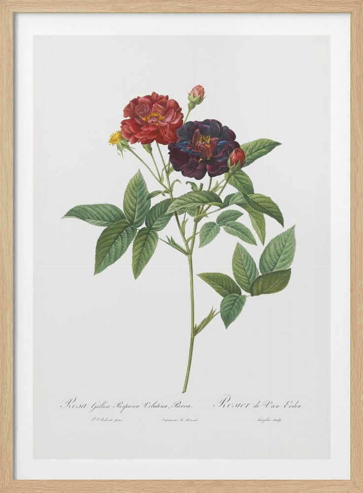 Rose of Van Eeden, Les Roses (1817–1824) - Poster / Art Print