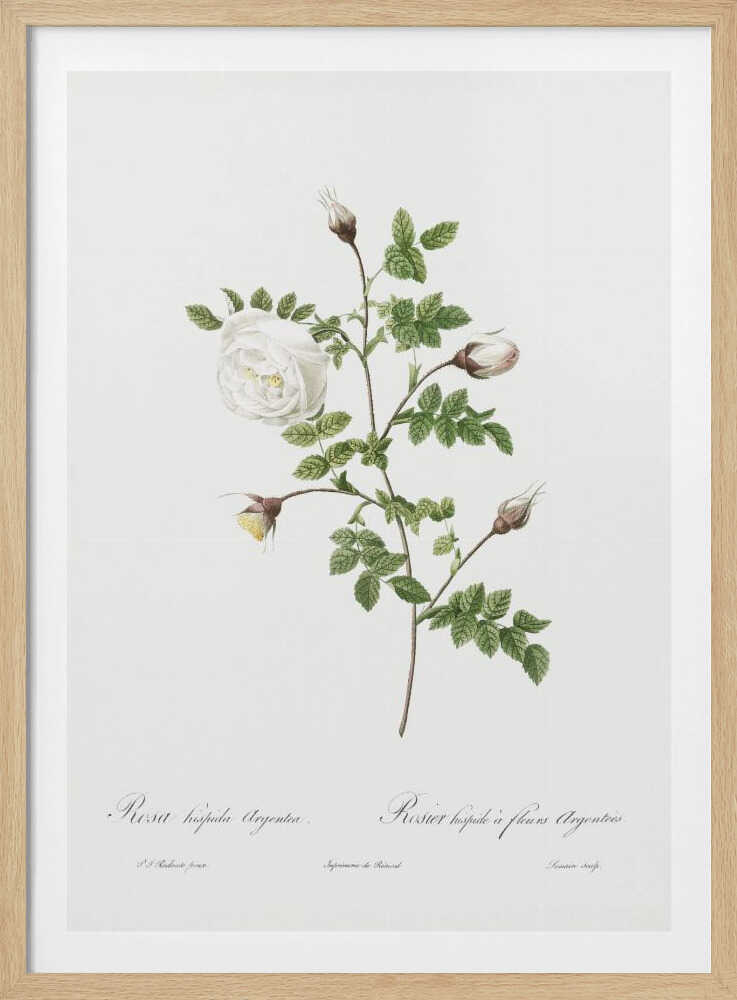 Silver Flowered Hispid Rose, Les Roses (1817–1824) - Poster / Art Print