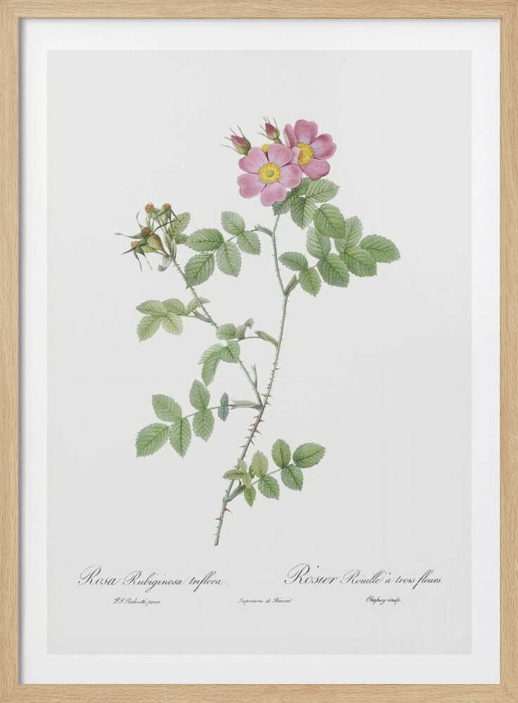 Sweetbriar, Les Roses (1817–1824) - Poster / Art Print