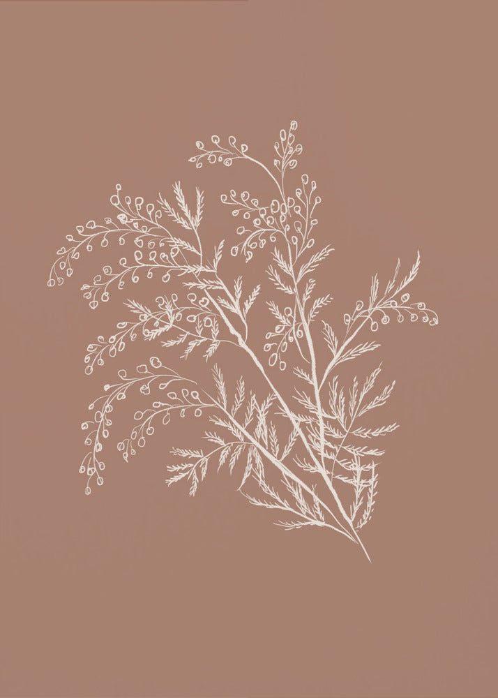 Acacia Botanical Branch - Poster / Art Print