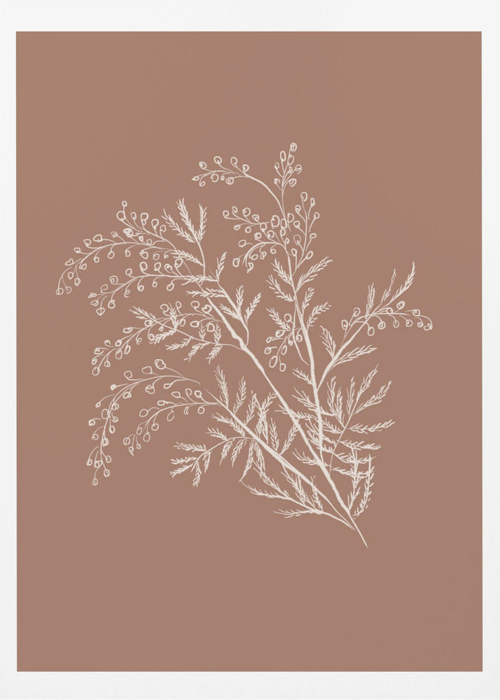 Acacia Botanical Branch - Poster / Art Print