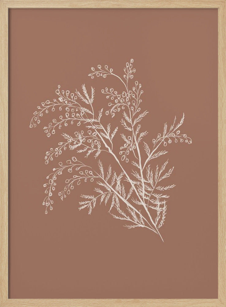 Acacia Botanical Branch - Poster / Art Print