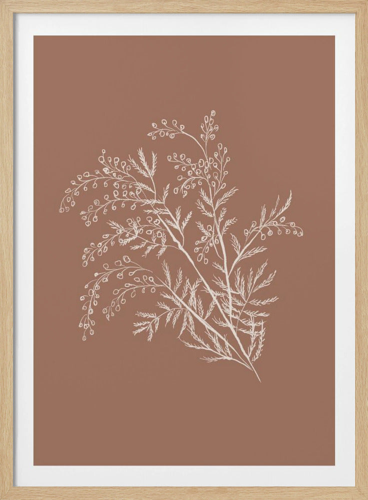 Acacia Botanical Branch - Poster / Art Print