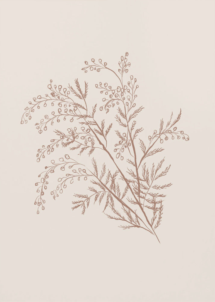 Acacia Botanical Branch - Poster / Art Print