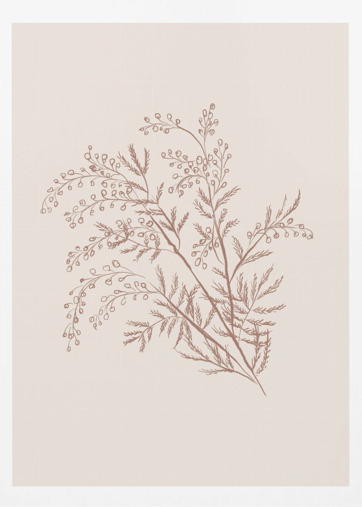 Acacia Botanical Branch - Poster / Art Print