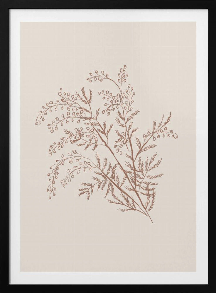 Acacia Botanical Branch - Poster / Art Print