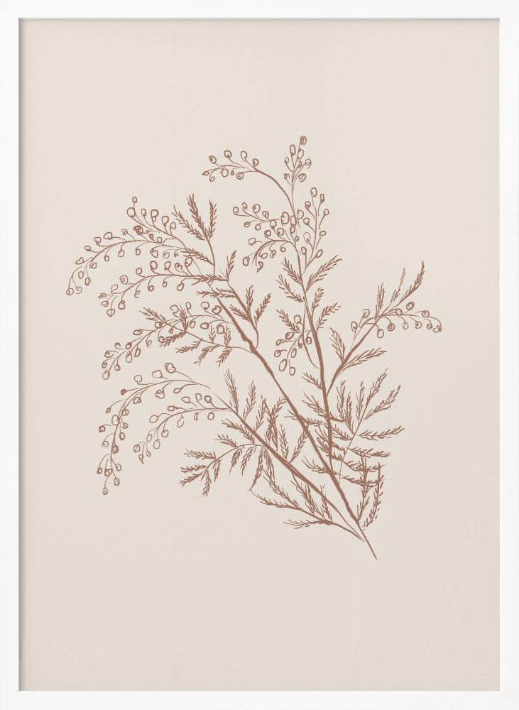 Acacia Botanical Branch - Poster / Art Print