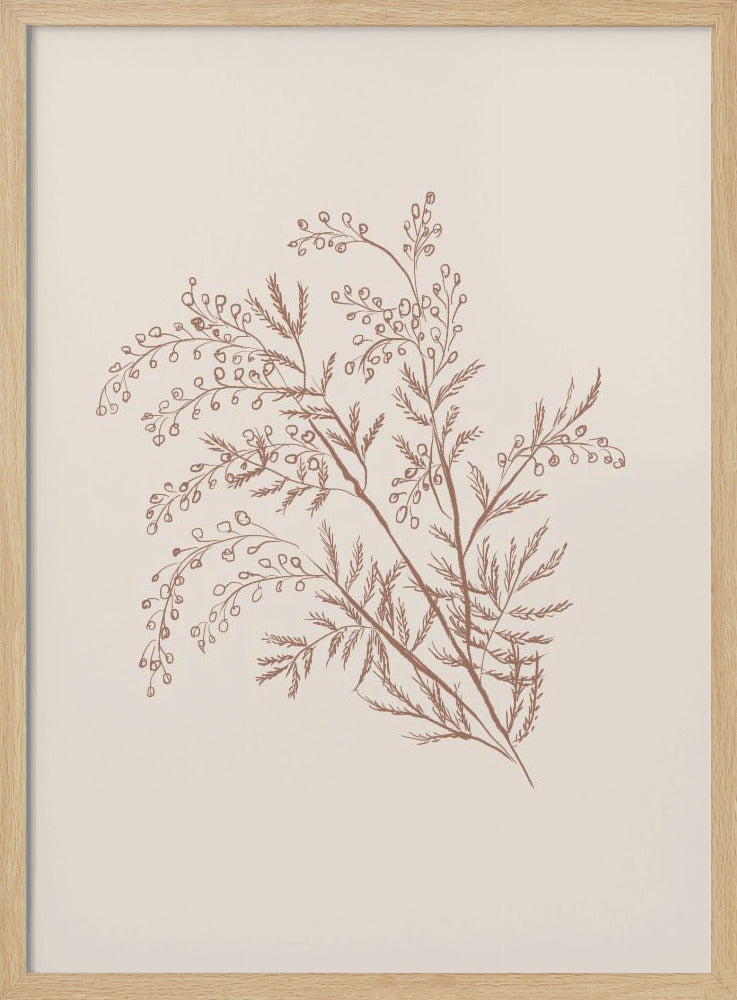 Acacia Botanical Branch - Poster / Art Print