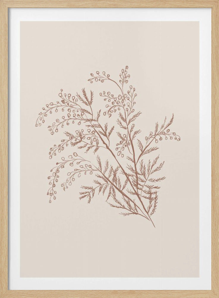 Acacia Botanical Branch - Poster / Art Print